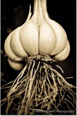 Beautiful Garlic