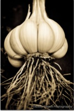 Beautiful Garlic
