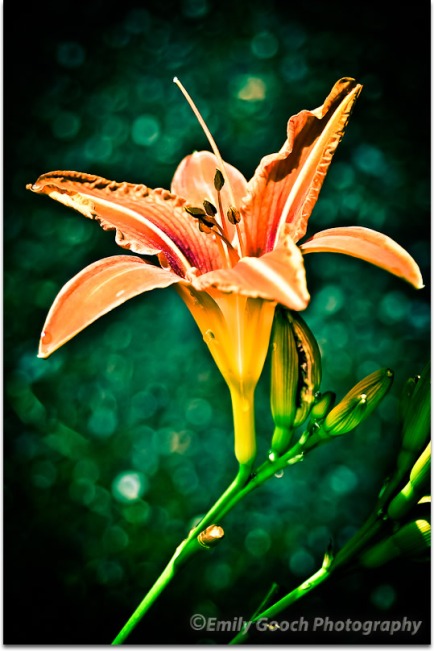 The Beauty of Lily