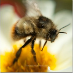 Fuzzy Bumble Bee
